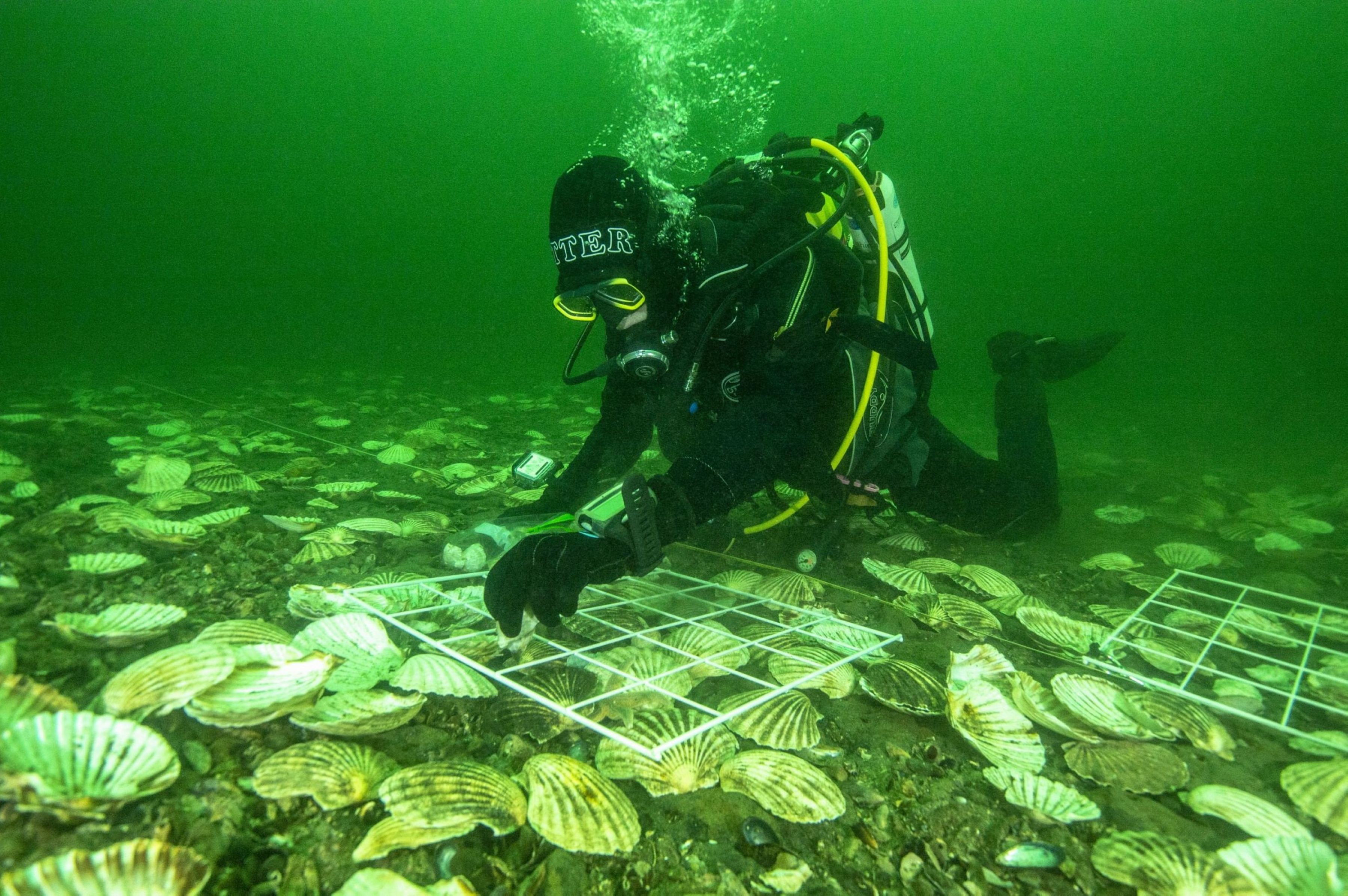 Glenmorangie’s DEEP project lead scientist Dr Bill Sanderson carefully lays Native European Oysters on the bottom of the Dornoch Firth